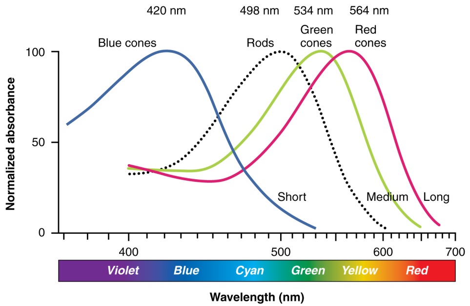 eye - absorbance spectrum
